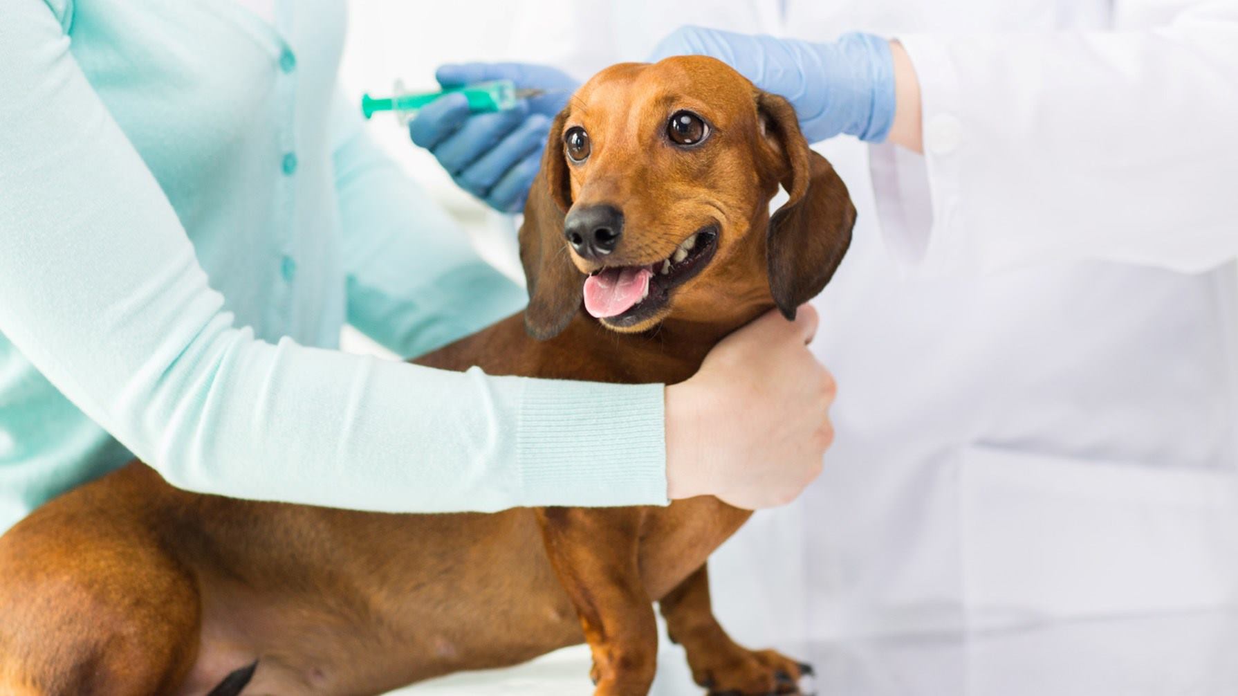 veterinario-con-cachorro