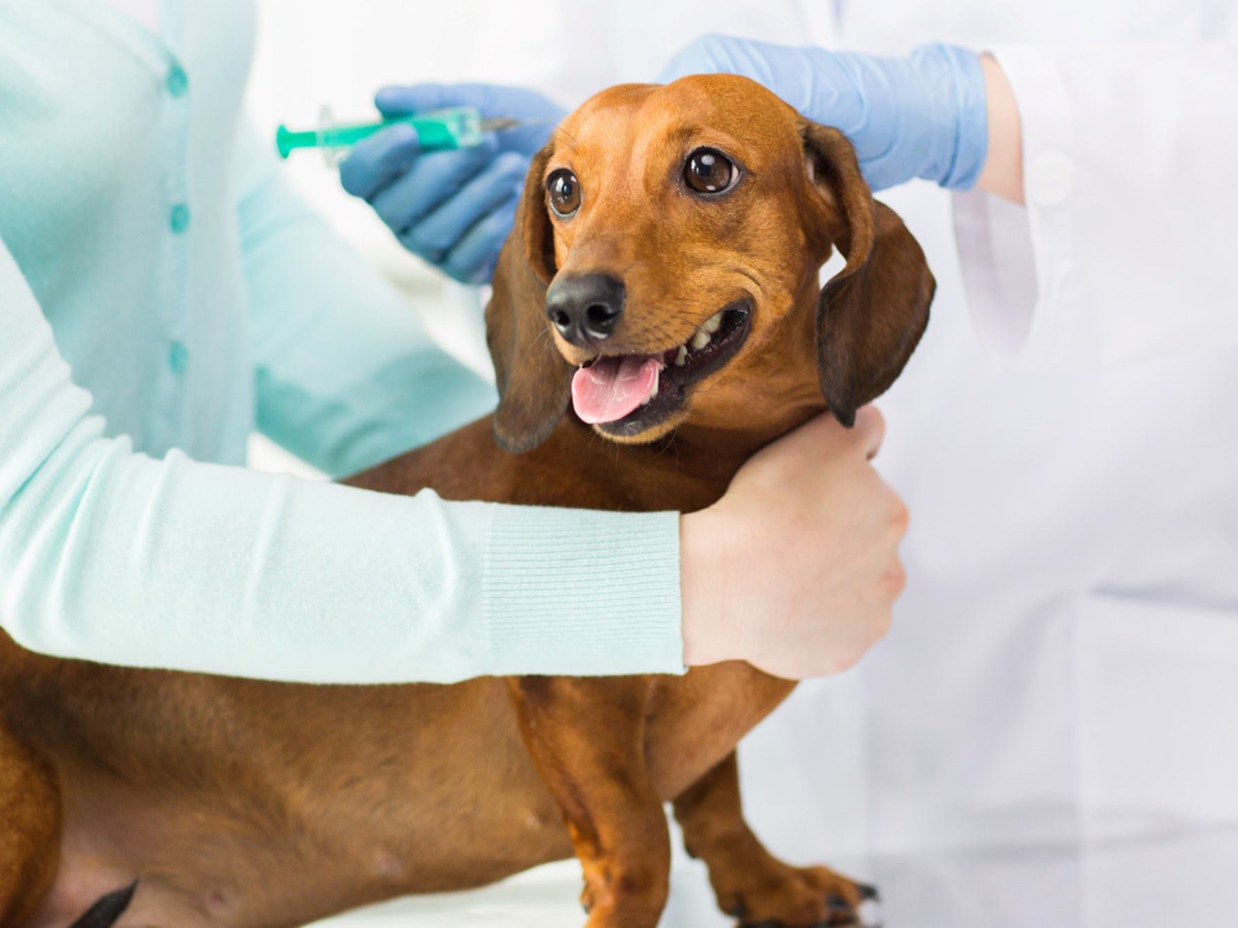 veterinario-con-cachorro