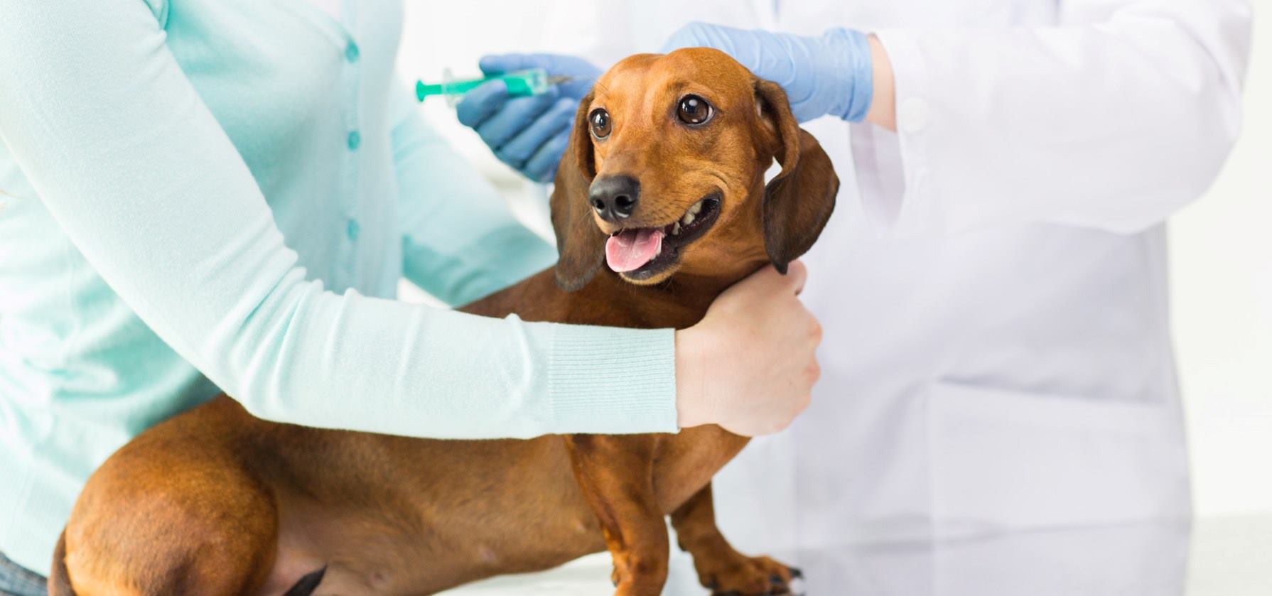 veterinario-con-cachorro